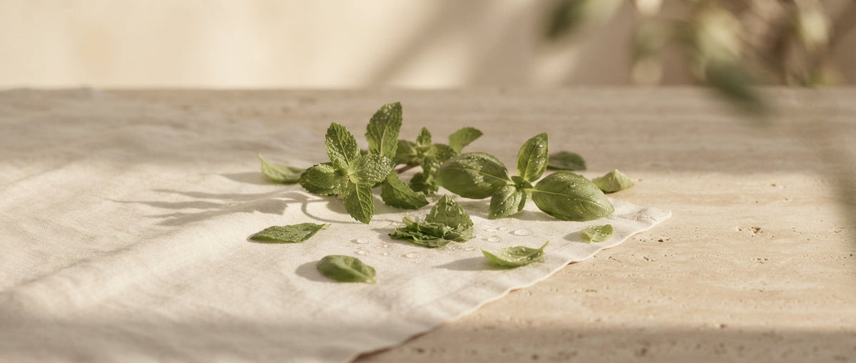 Frische grüne Blätter, Minze und Basilikum – grüne Parfums