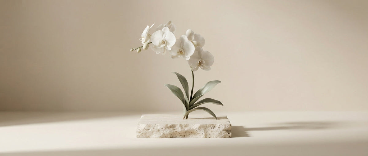 Weiße Orchidee auf Travertin-Sockel – Parfum Dupes Testsieger